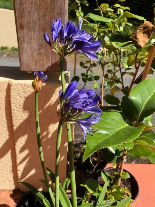 La Boetienne Appartement Jardin A Sarlat Exteriör bild